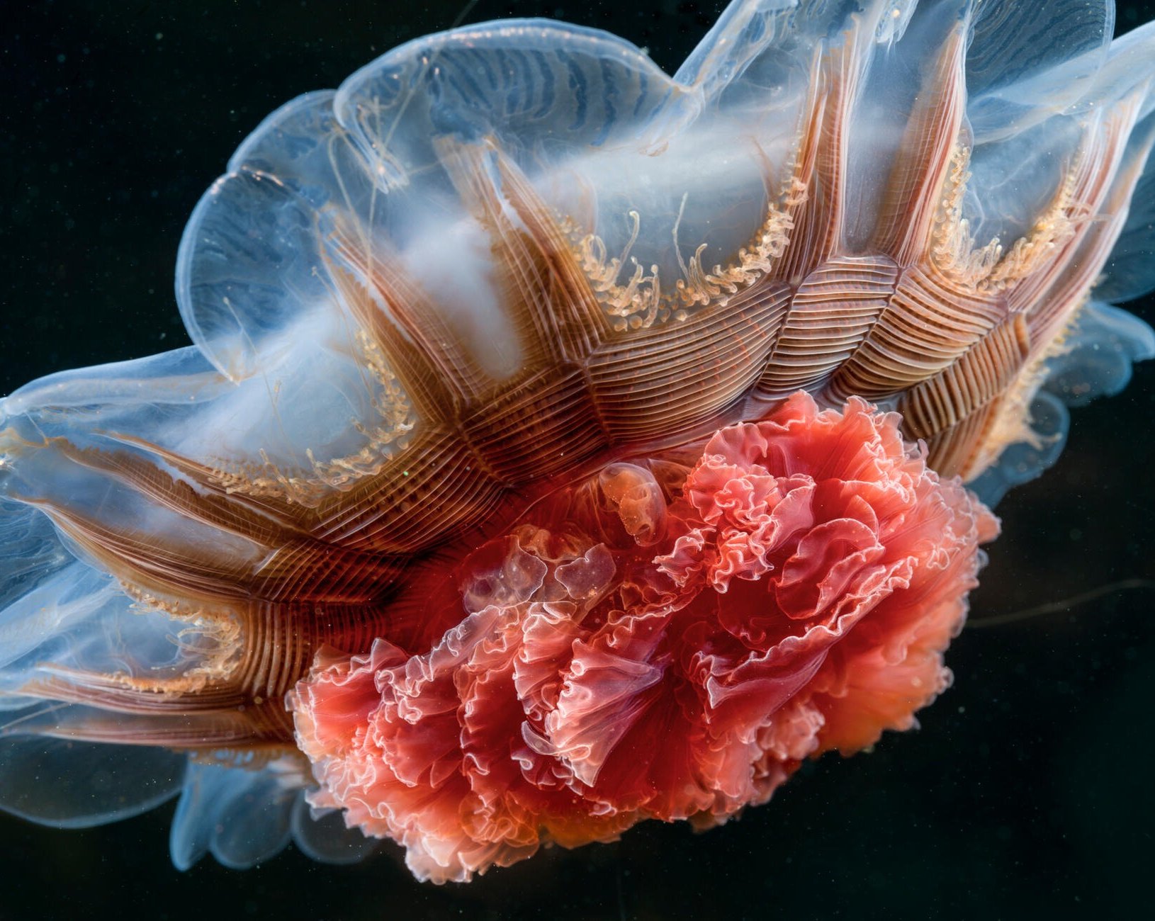 National Geographic представил лучшие фотографии со всего мира: 16 кадров